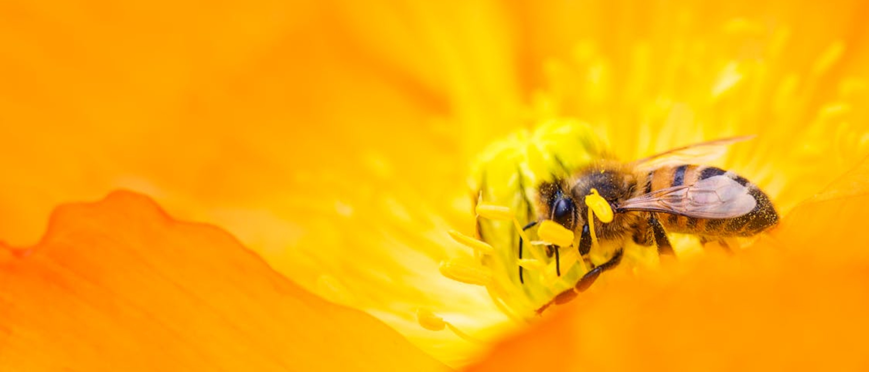 Bee Life: il mondo della api a tutto tondo