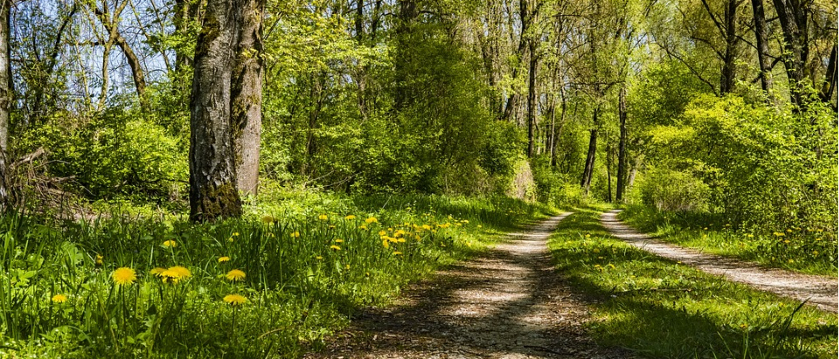 Venerdì Trek - Sentiero delle ginestre