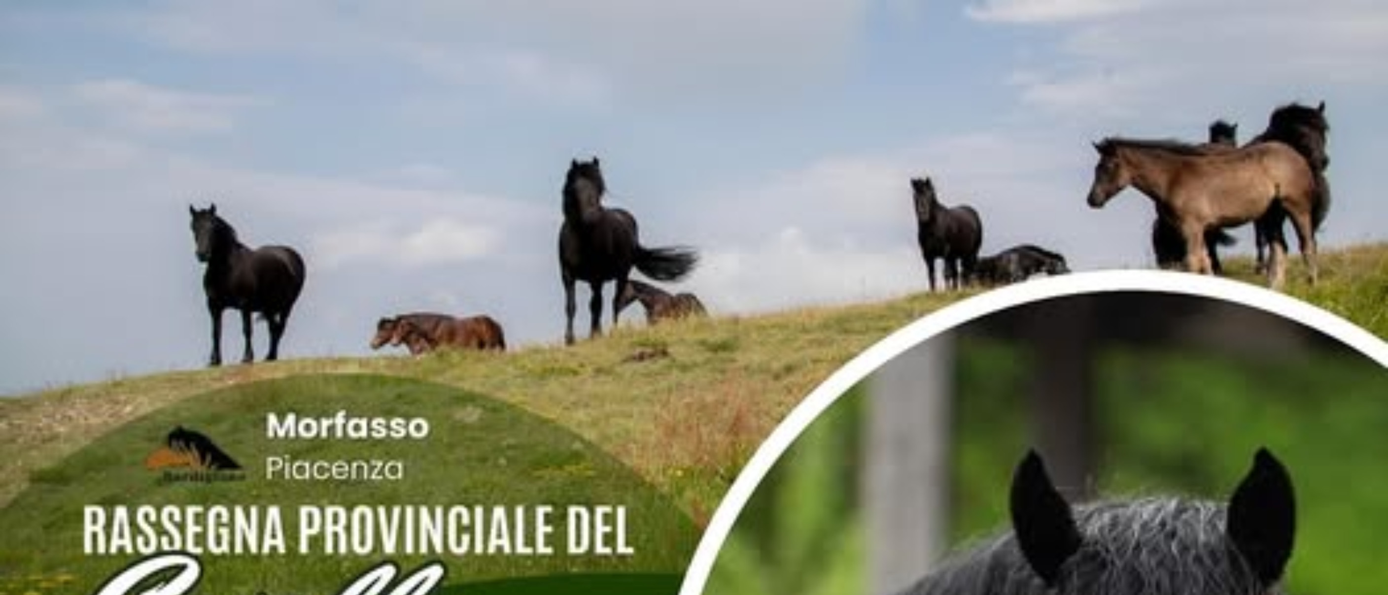 Rassegna Provinciale del Cavallo Bardigiano