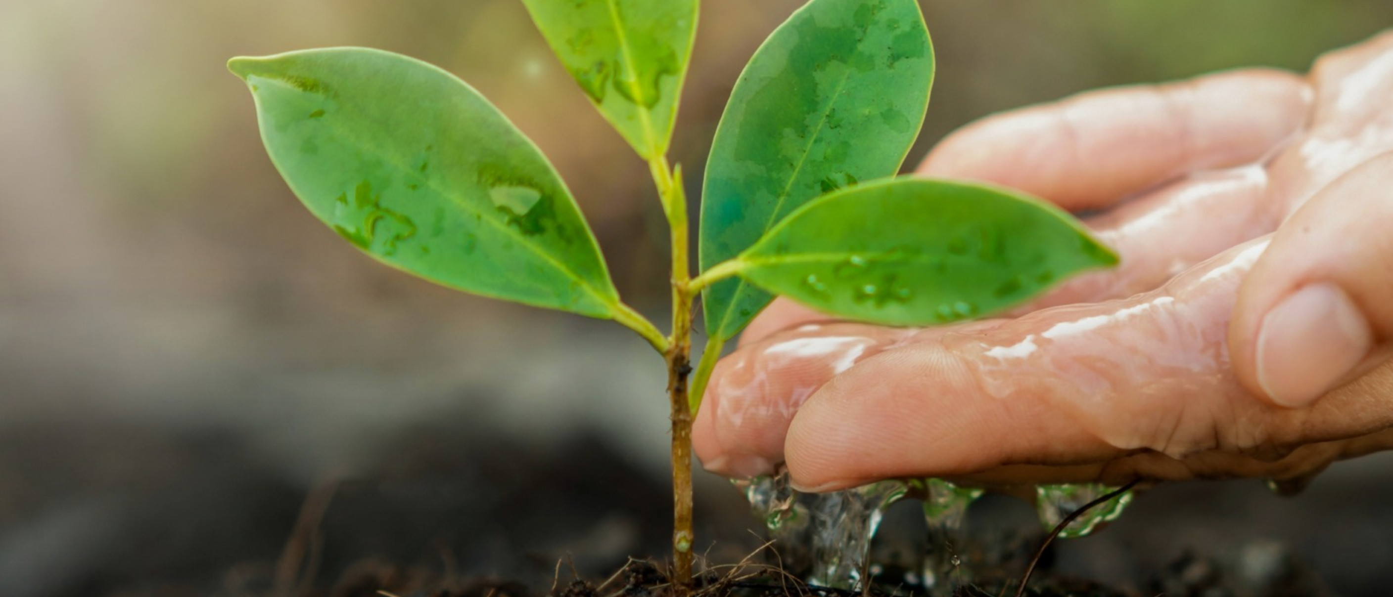 Il seme, scrigno di Vita
