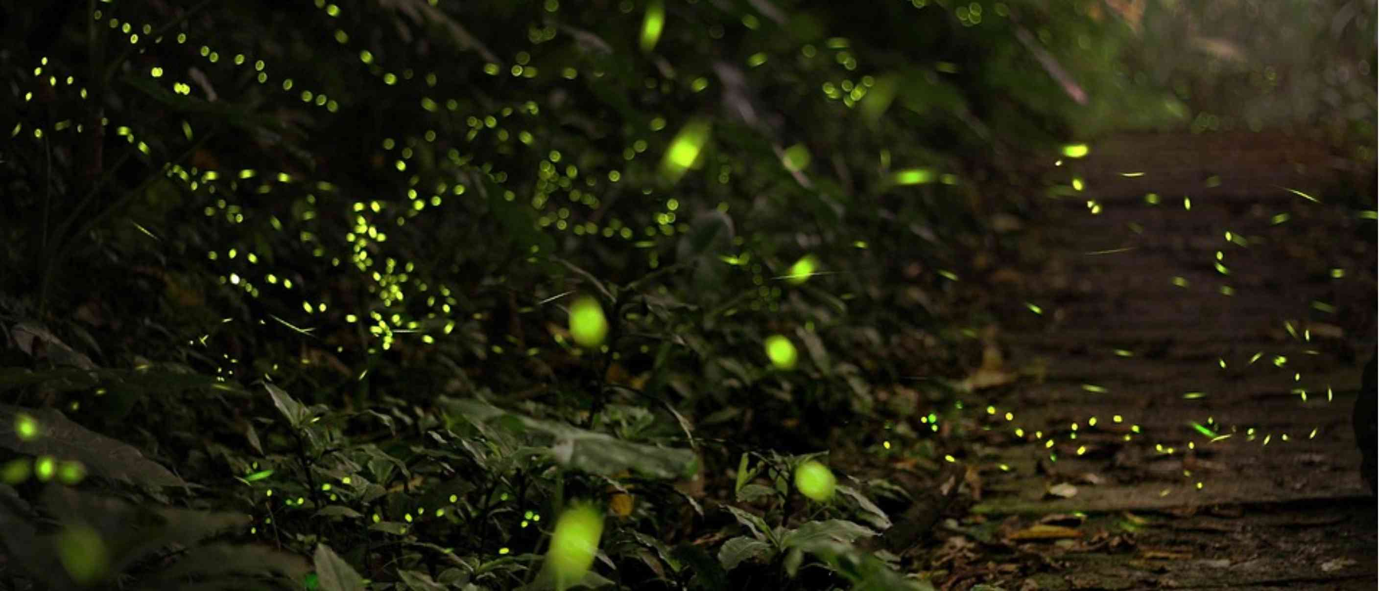 Lucciole per lanterne