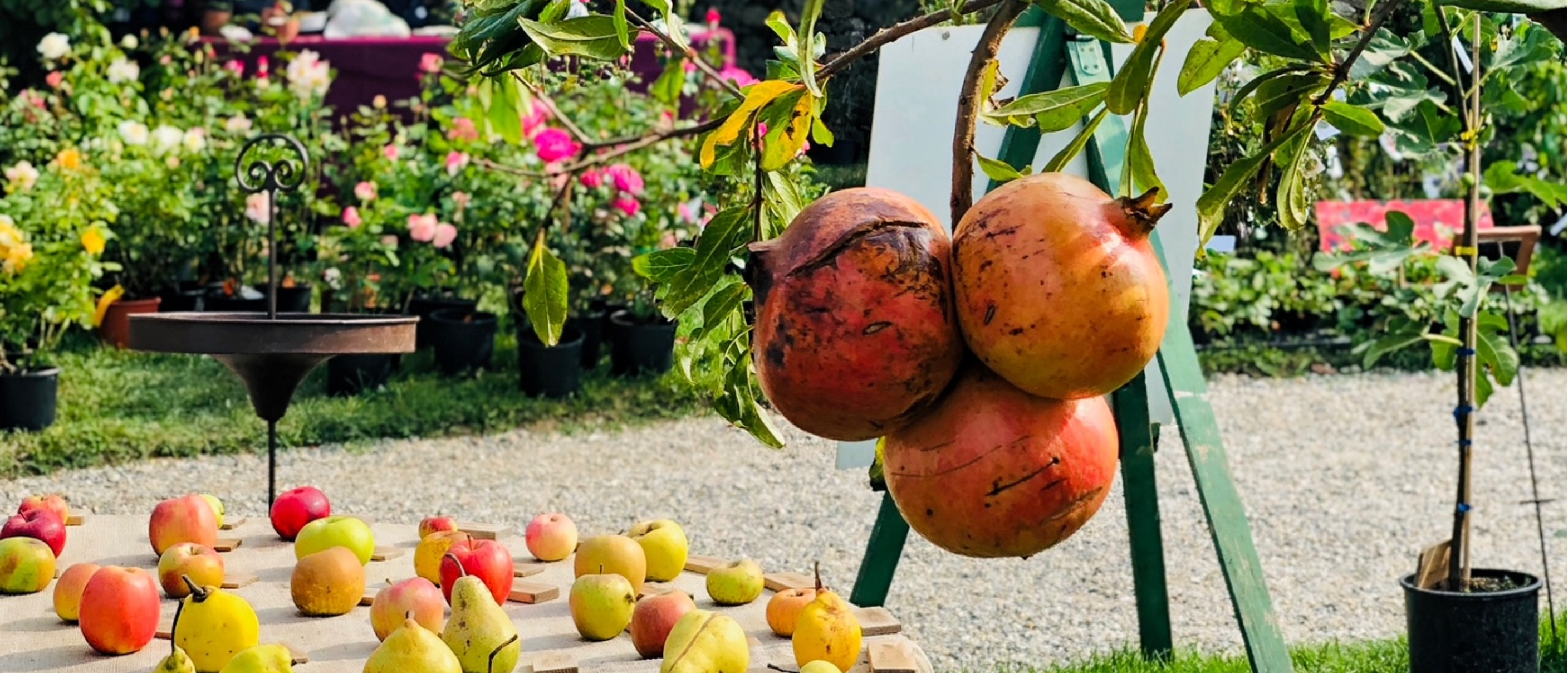 “I Frutti del Castello” – 30° edizione