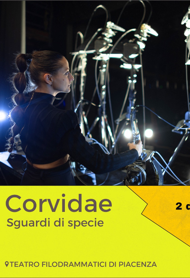 Corvidae - Sguardi di specie