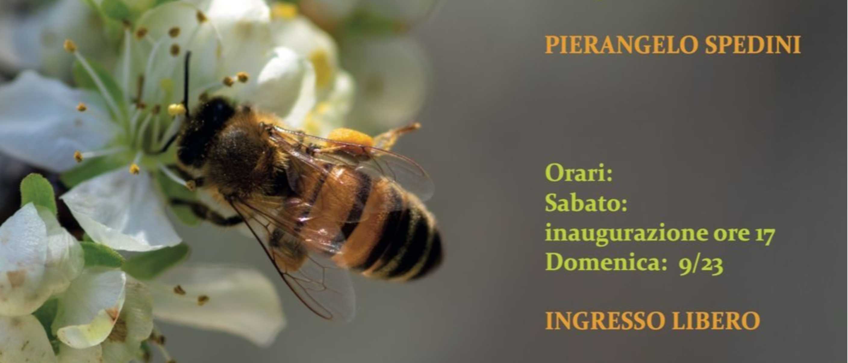 Mostra Fotografica per la Fiera di Primavera