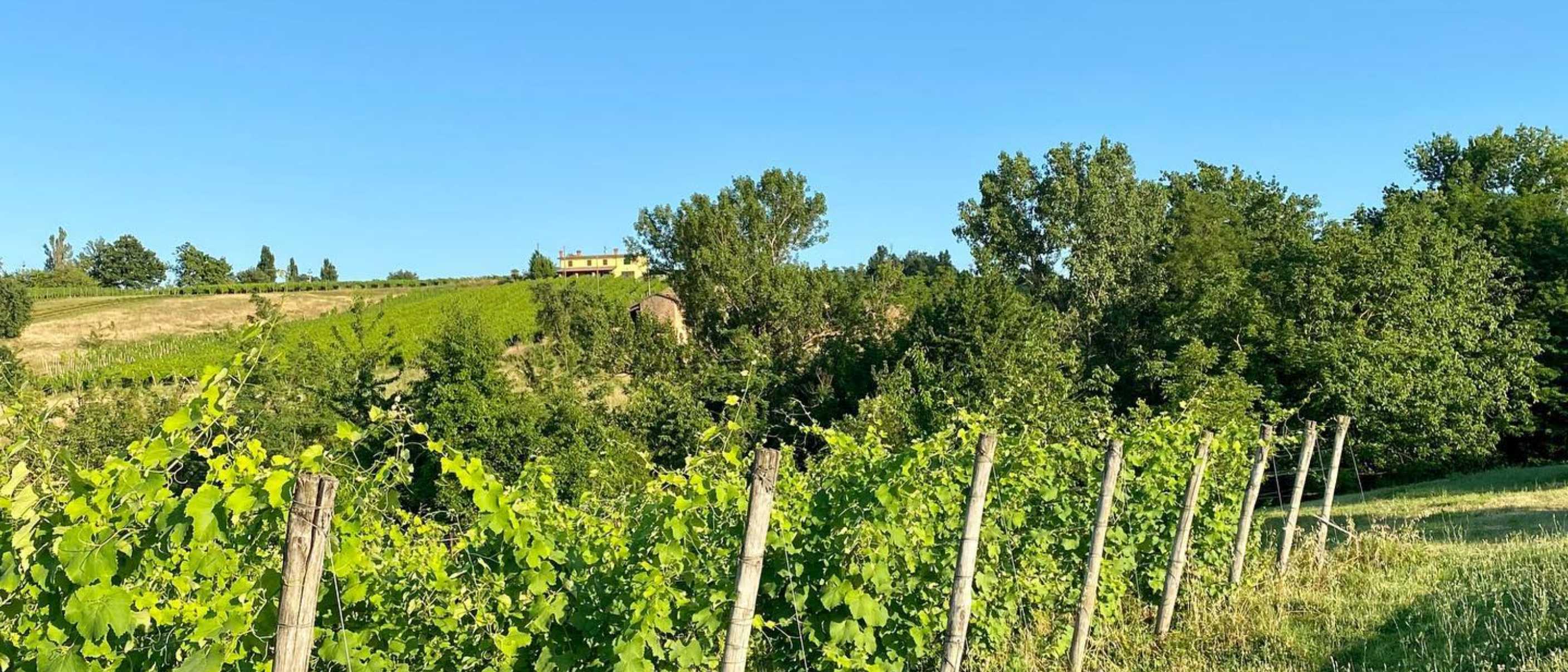 Trekking del Vino - Speciale Monterosso Festival