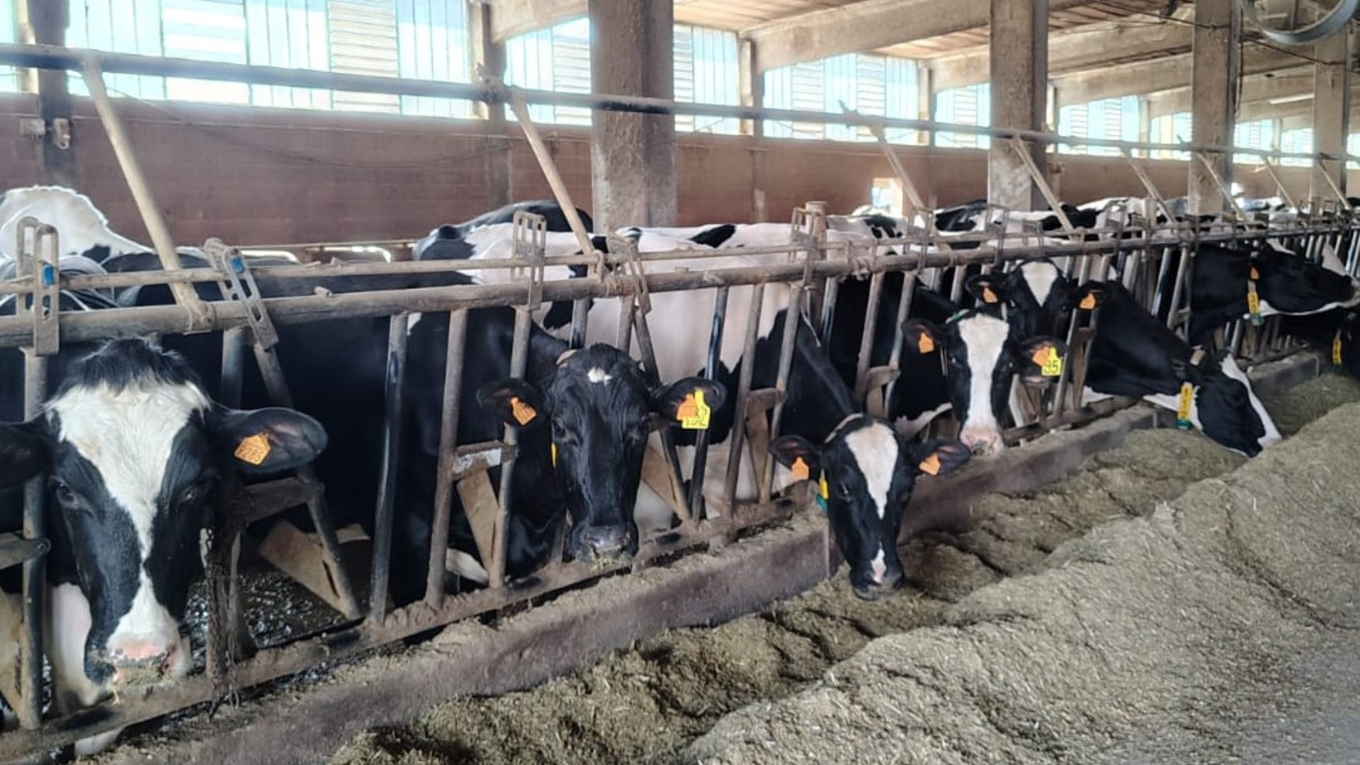 Terrepadane punta sulla zootecnia hi-tech