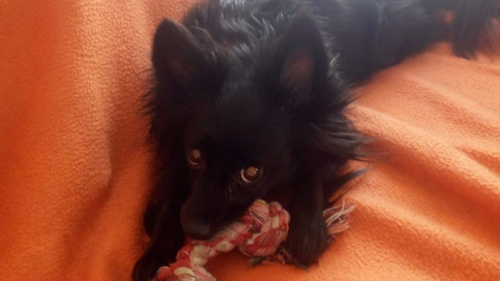 Cagnolina accecata con una bastonata: multa di 9mila euro a un pensionato