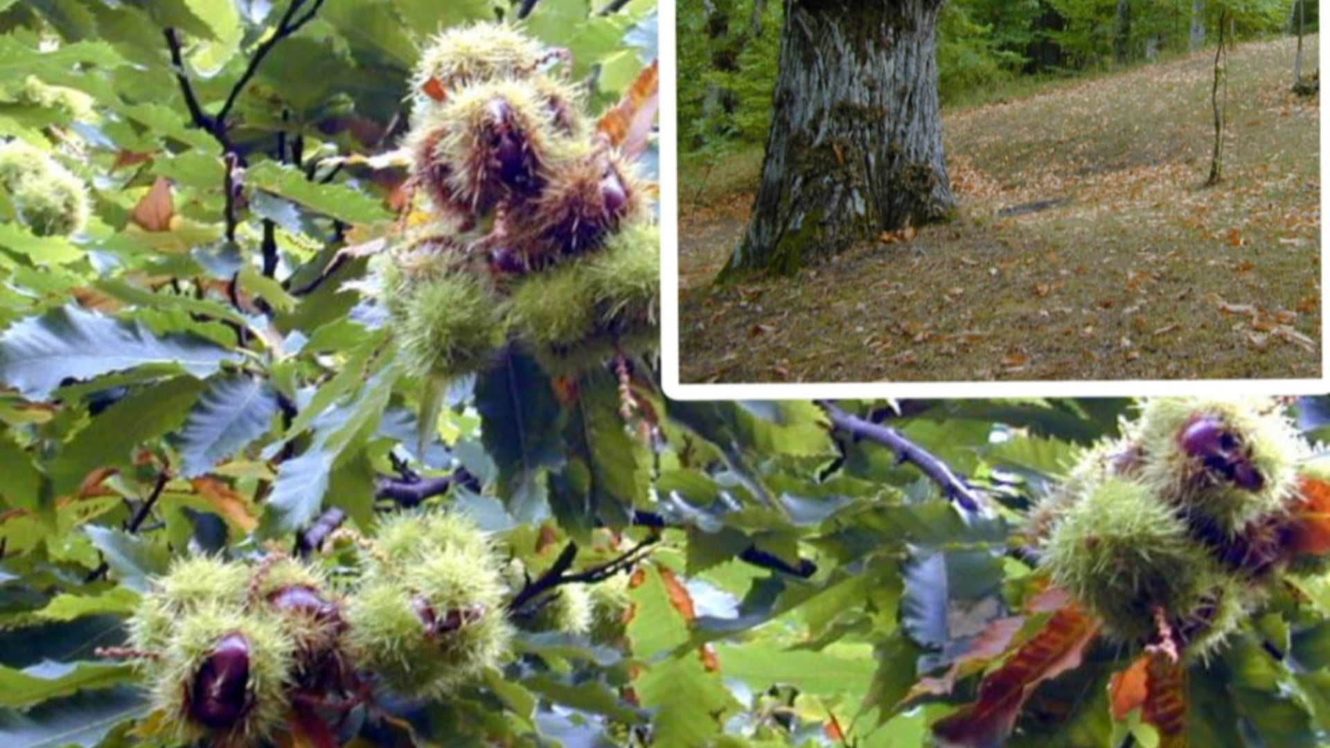 Castagne da frutto in alta Val Trebbia, due giorni di convegno e prove pratiche di innesto