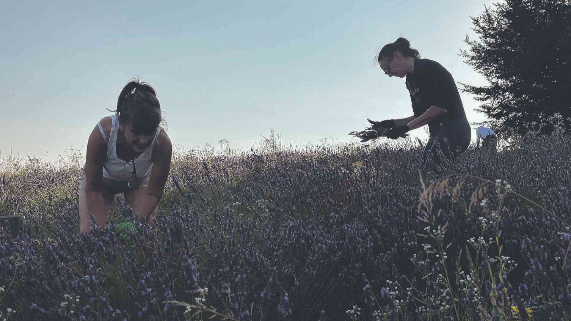 Lavanda - Frighi