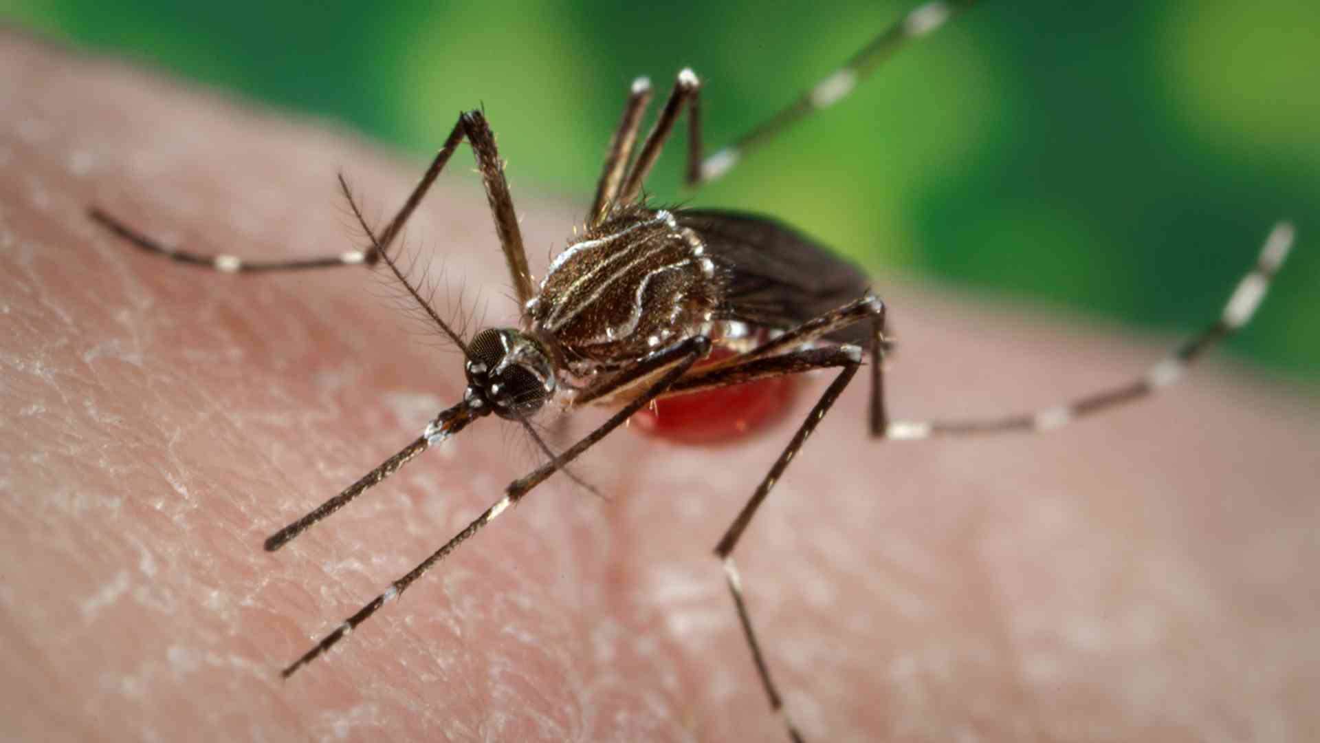 Virus zanzare, dopo i casi positivi ad Alseno allerta anche a Parma