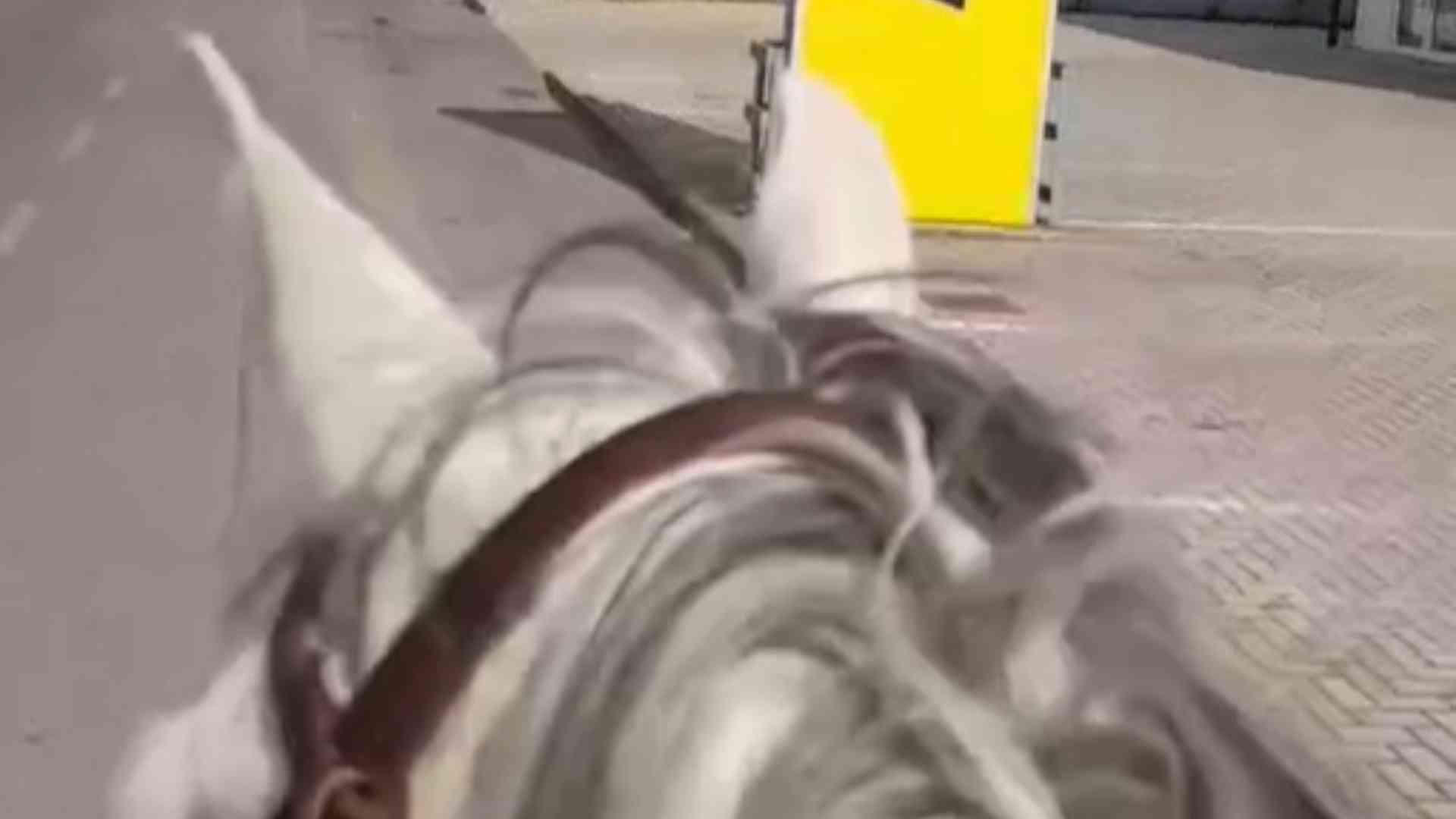Una cavalcata sulla via Emilia per comprare un cheesburger. IL VIDEO