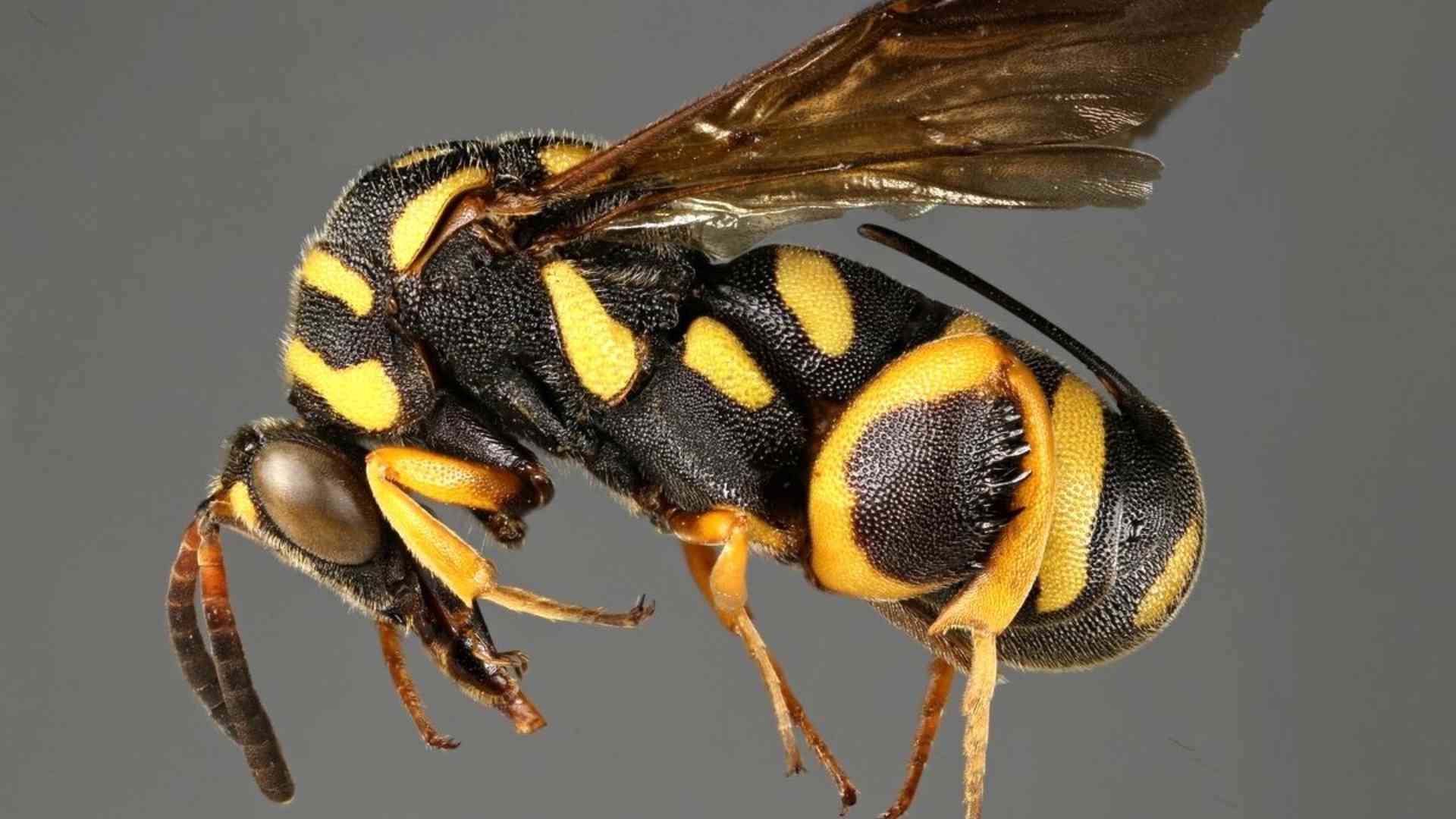 Punture di vespe al collo e al volto, paura per un 59enne