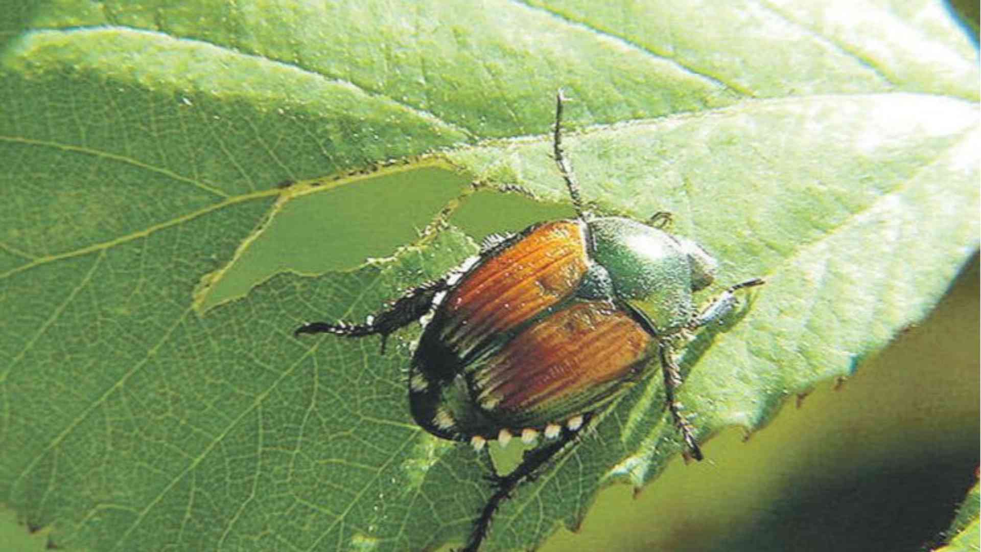 Popilia japonica: una nuova minaccia venuta da lontano