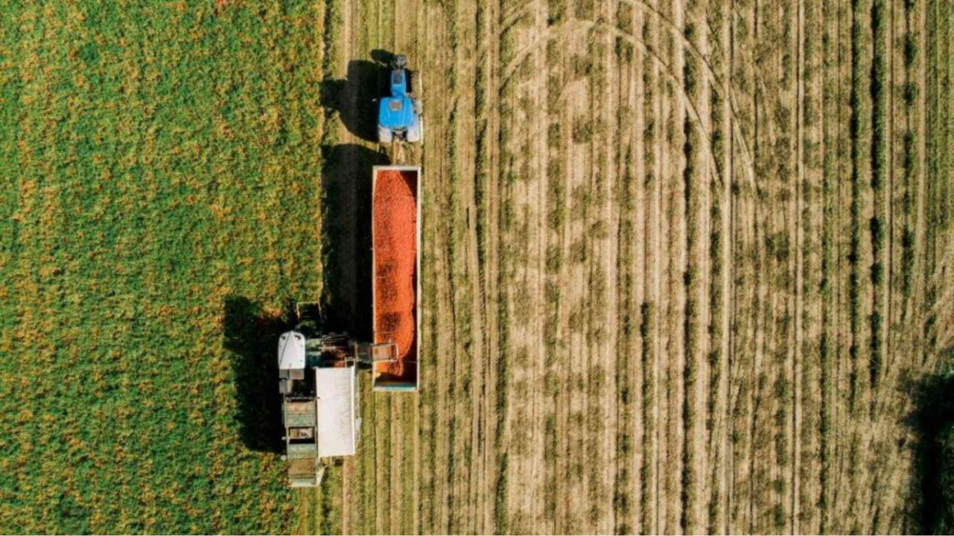 Al via la raccolta del pomodoro, con le incognite legate al clima