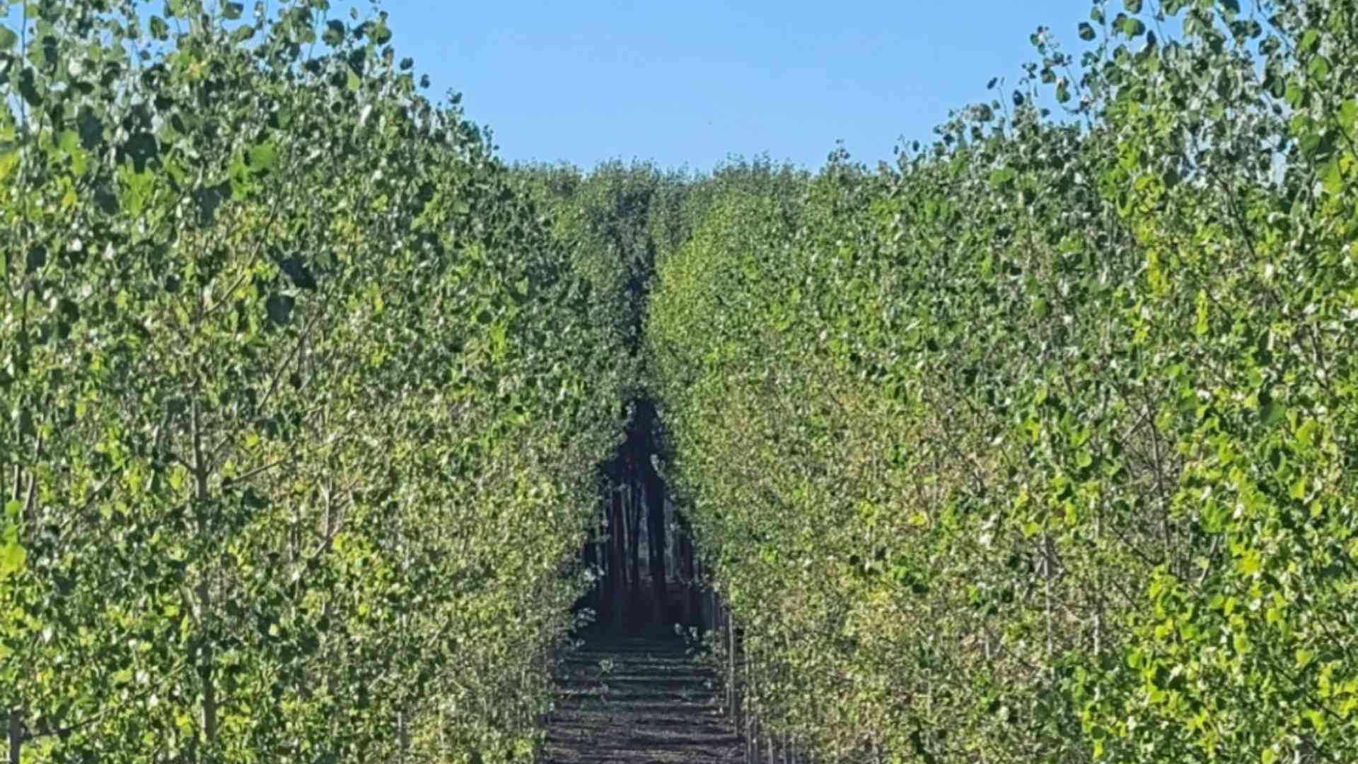 Geometrici filari di pioppi in pianura tra gli abitati lungo il Po