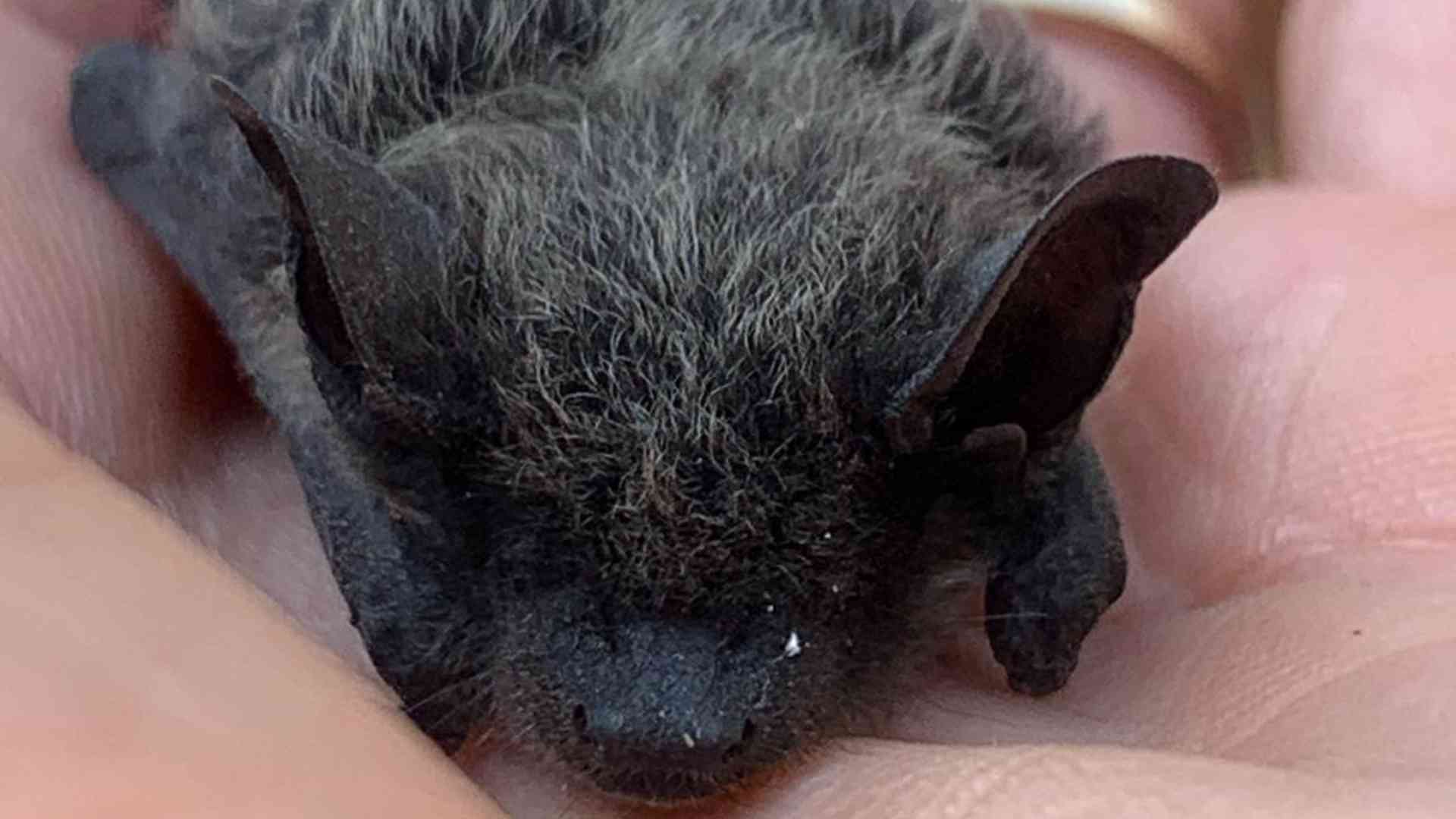 Inizia la Festa di Centovera, i volontari salvano il pipistrello Eugenio