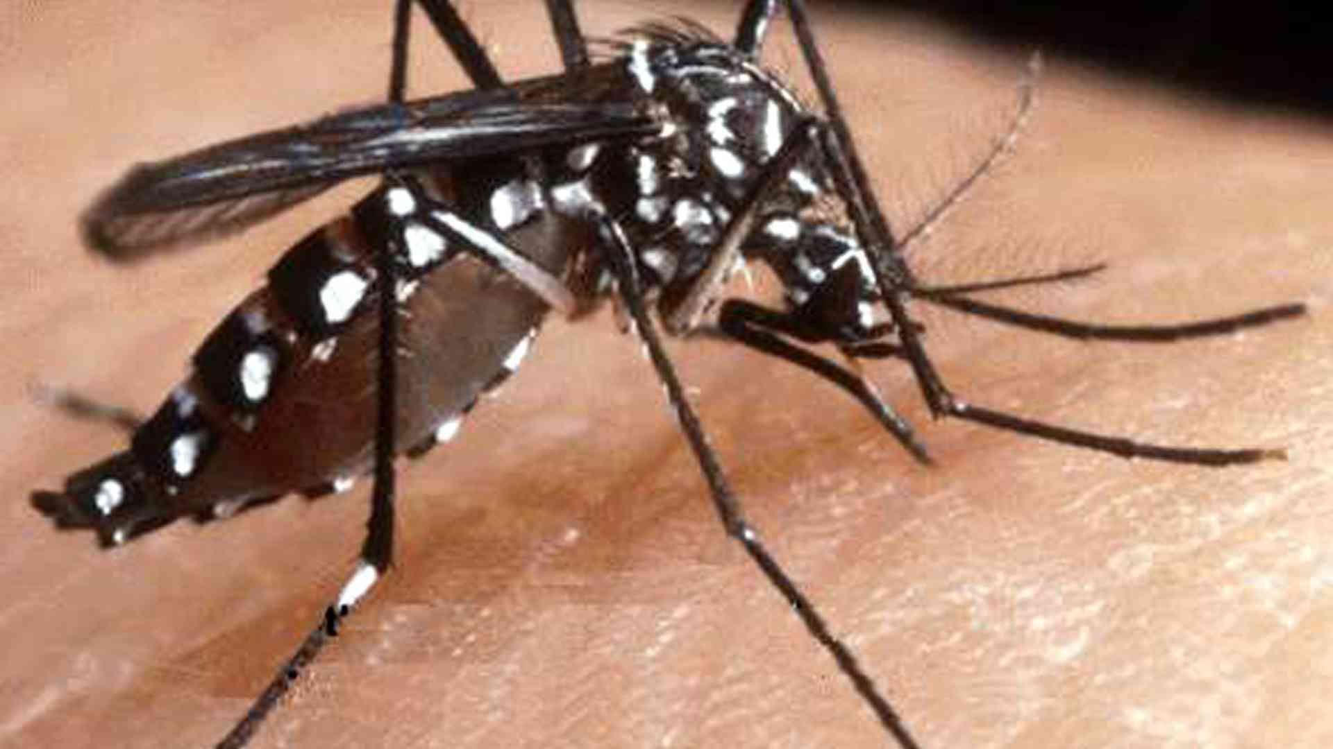 Chikungunya alla Veggioletta, esito negativo: disinfestazione revocata