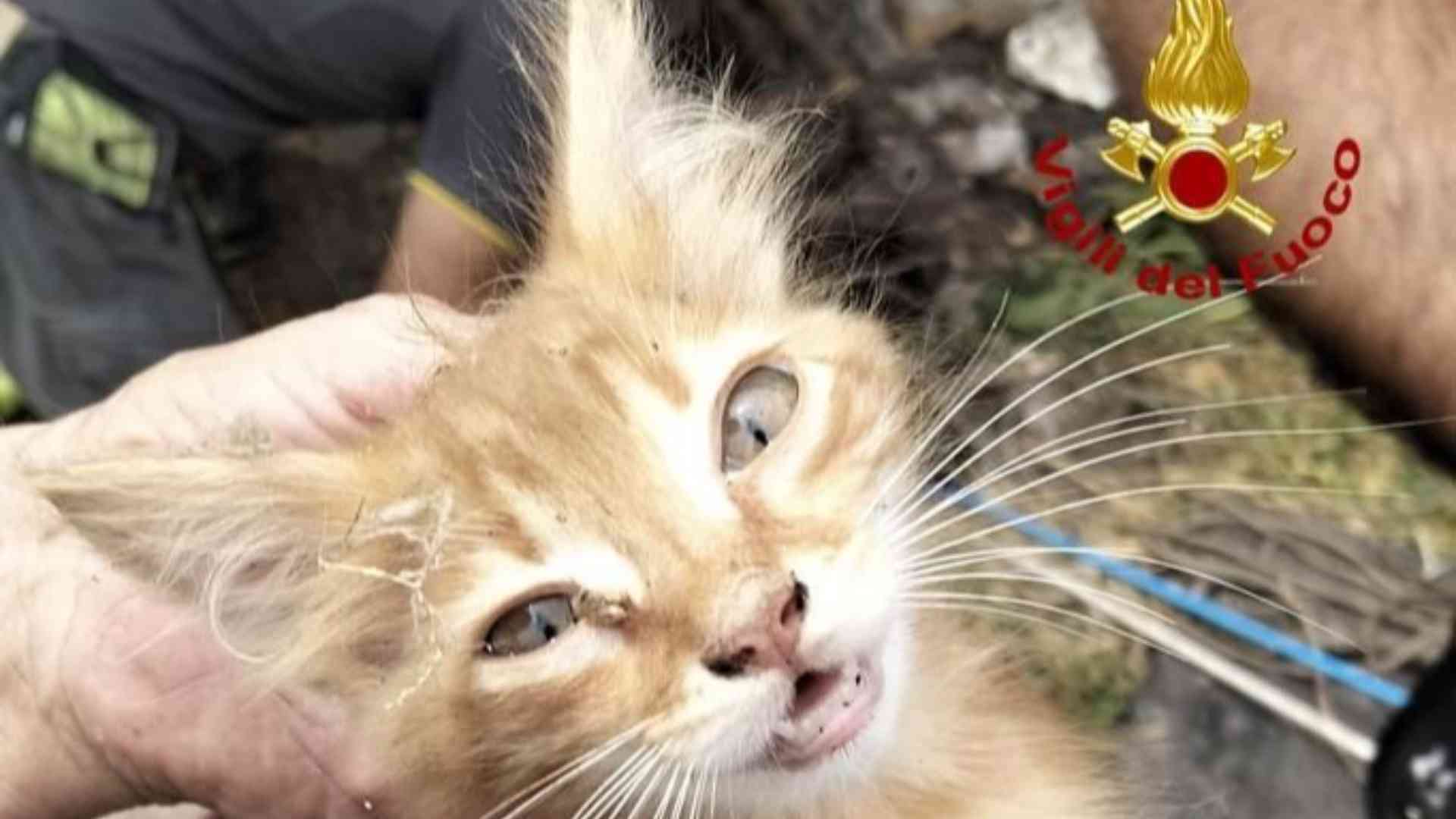 Finisce in un pozzo, gattino recuperato dai vigili del fuoco. VIDEO