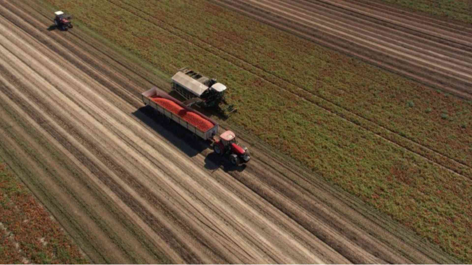 Campagna pomodoro, partite raccolta e trasformazione