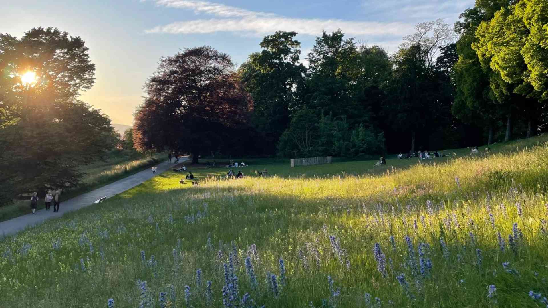 "Vivere nel verde riduce ansia e depressione": gli esiti di uno studio