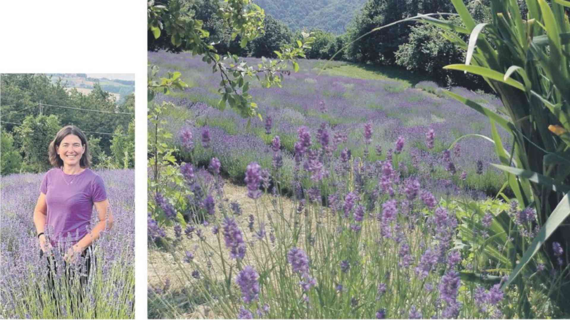 Lavanda piacentina: la coltura che valorizza paesaggi e biodiversità