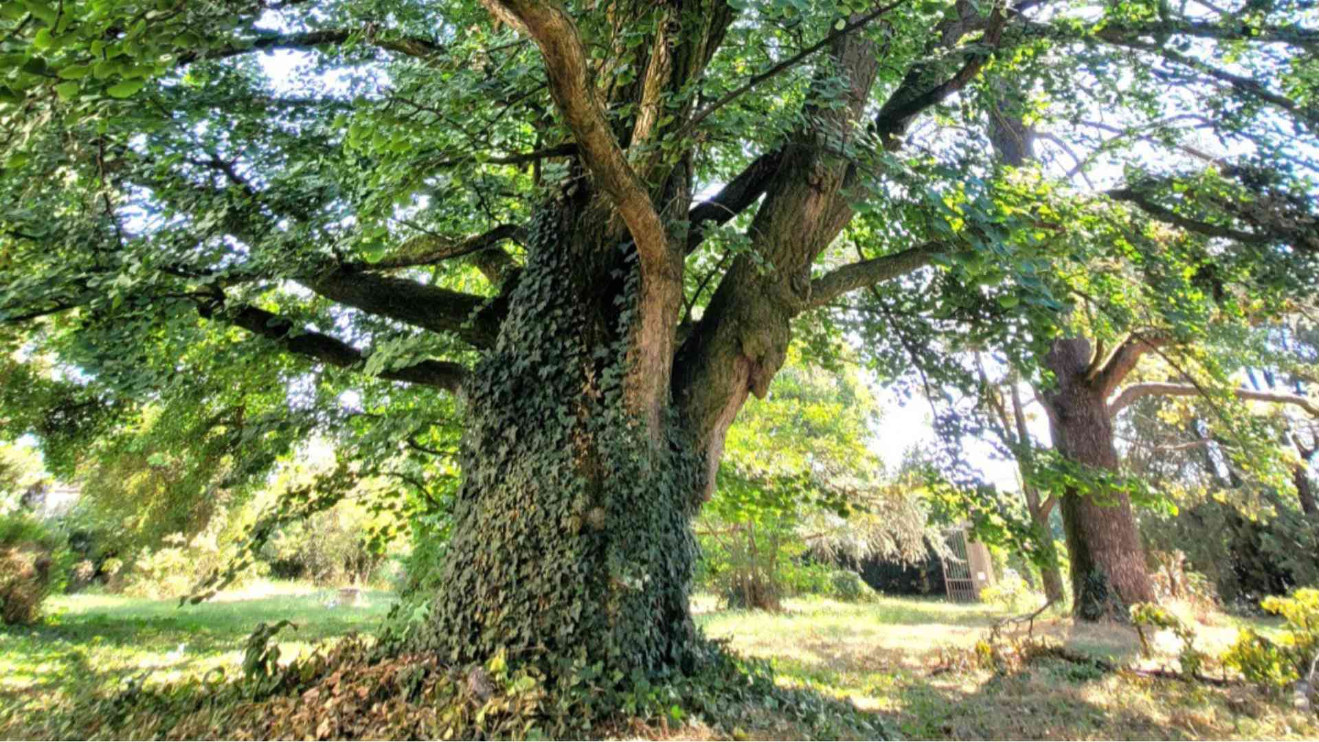 Ecco il ginkgo biloba  candidato all’oscar “alberi monumentali”