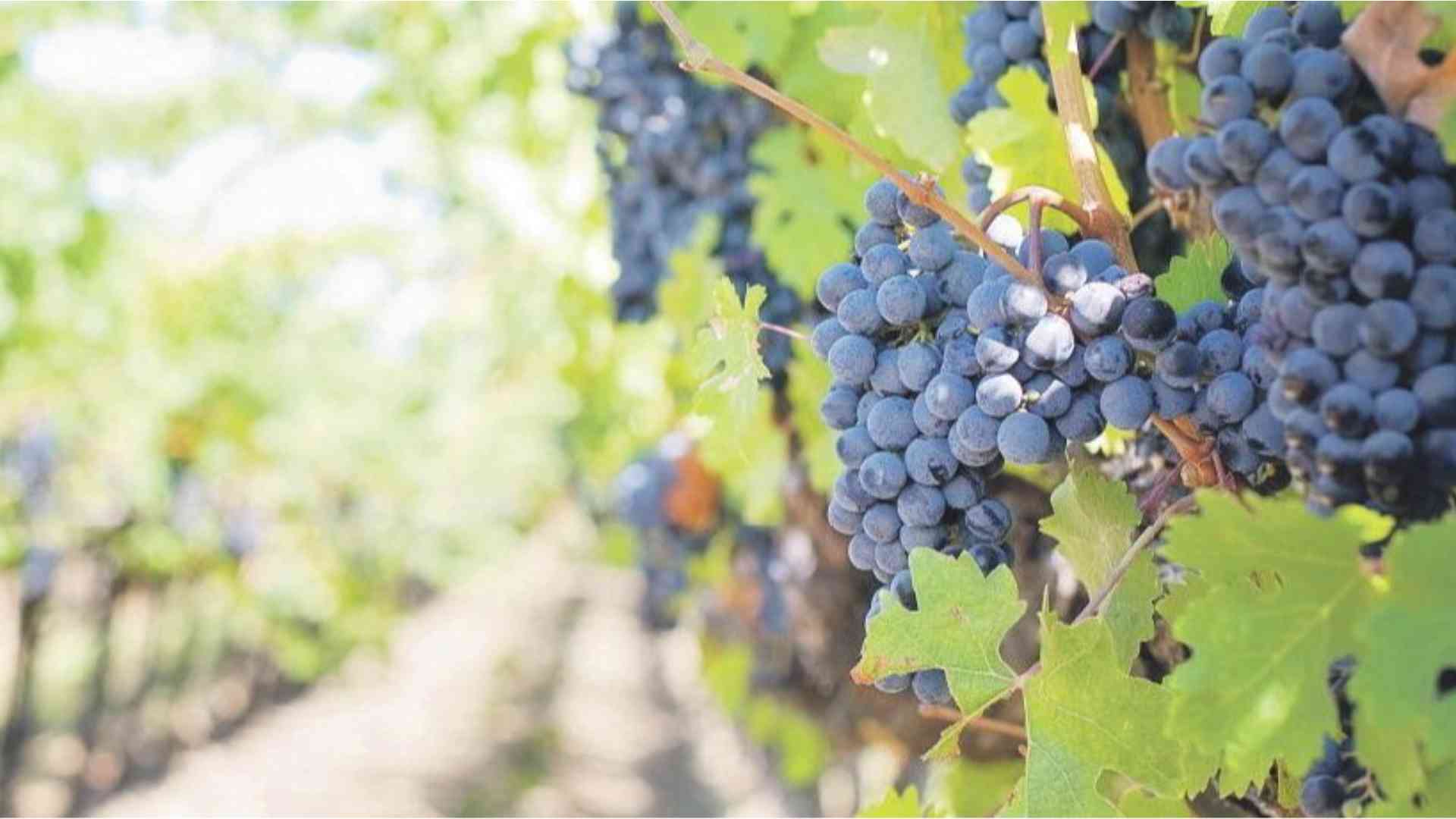 Consorzio Vini Doc, tempo di scelte ma anche di assumersi responsabilità