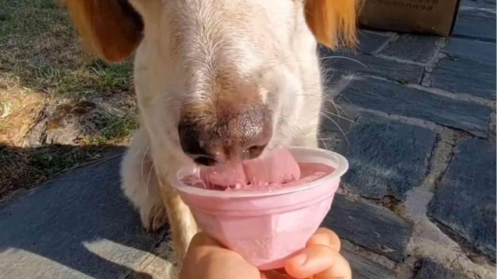 Preparato apposta per Fido, il gelato per cani va a ruba