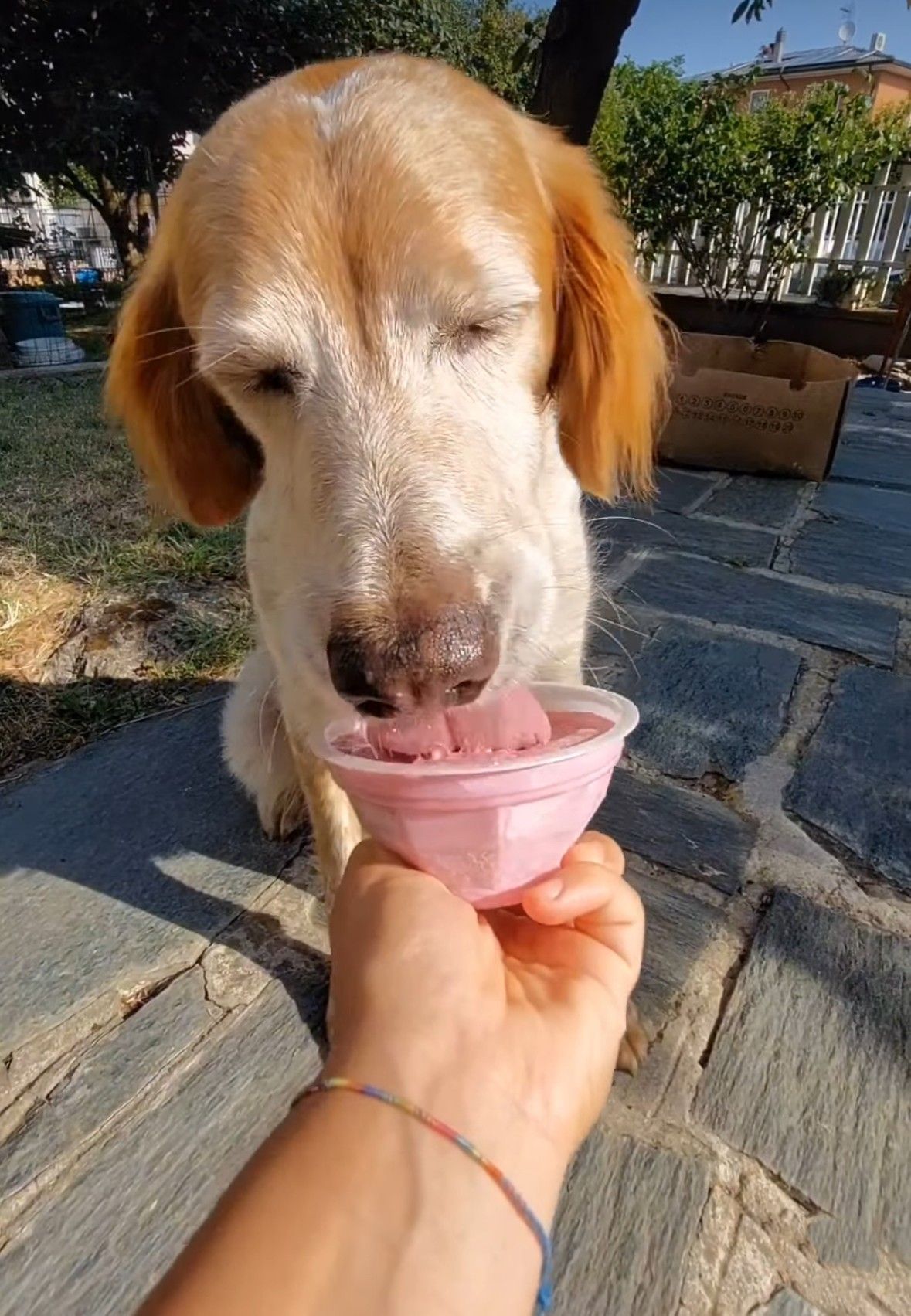 Il gelato per i cani