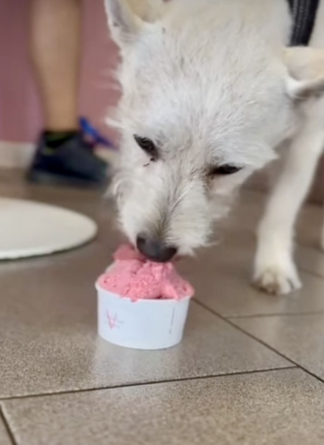 Il gelato per i cani