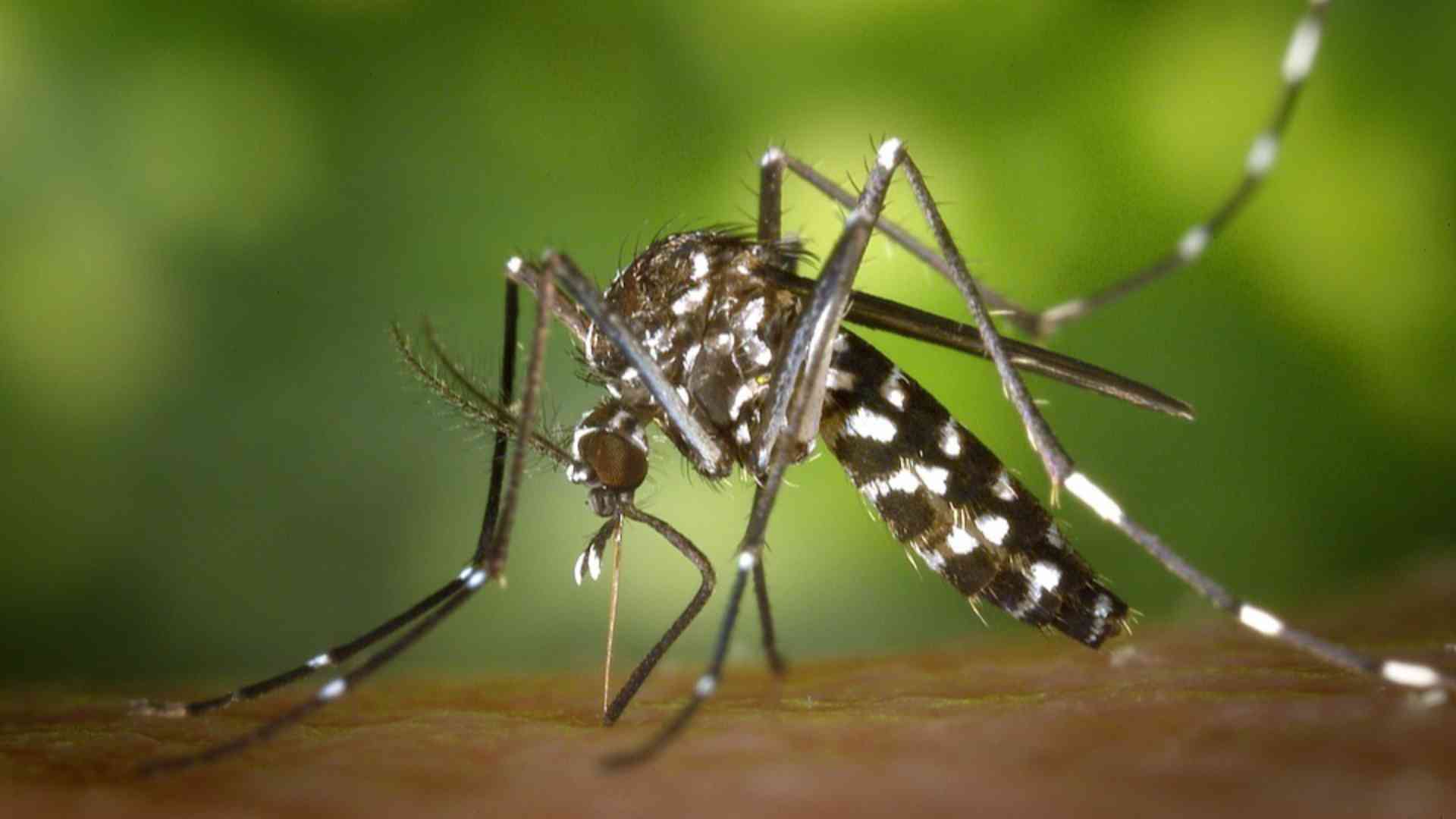 La zanzara tigre, vettore del virus
