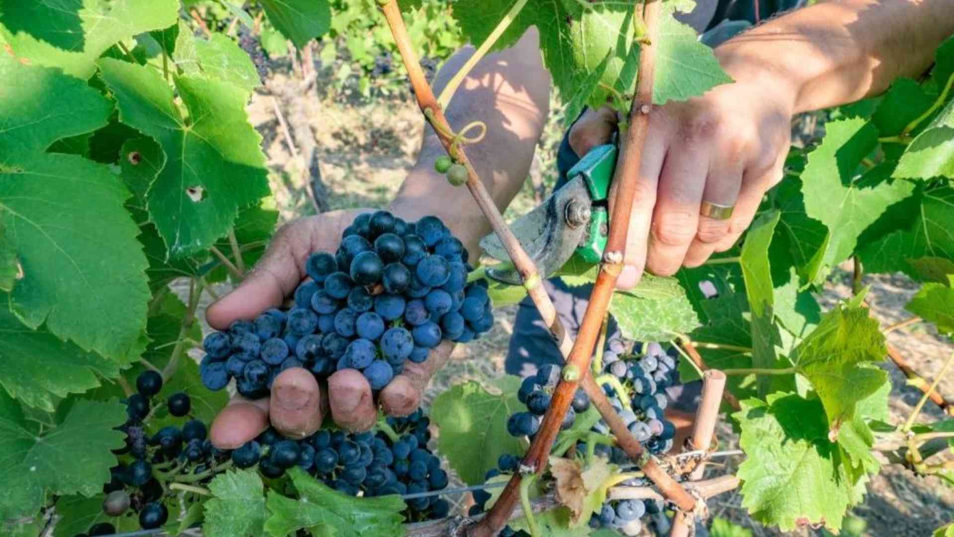 «Consorzio Vini, la tutela e il futuro passano solo da lì»