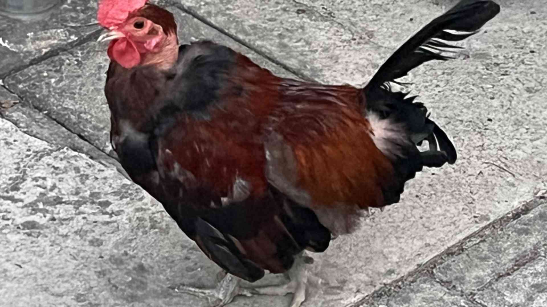 Vita in città con Carletto. "Sembra un cagnolino ma contro di noi lettere anonime"