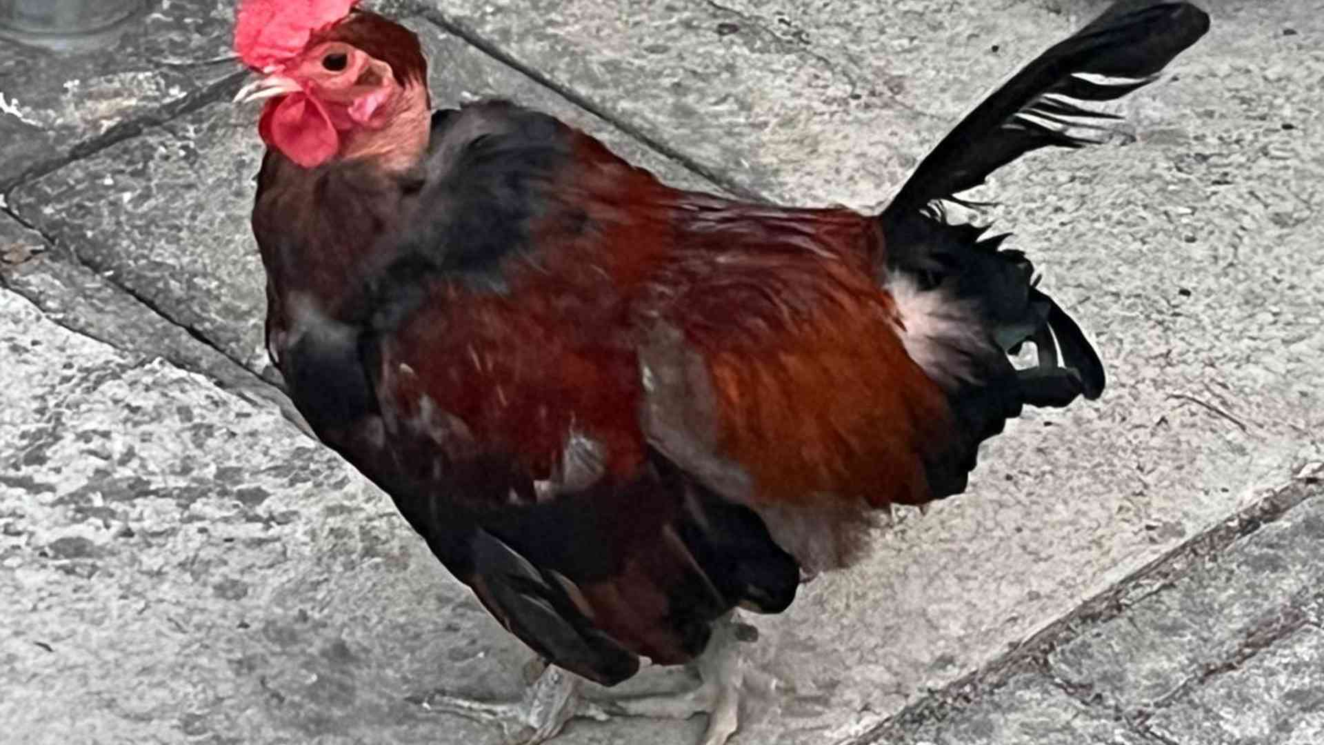 Il gallo Carletto al centro delle polemiche: «Ora un raccolta firme»