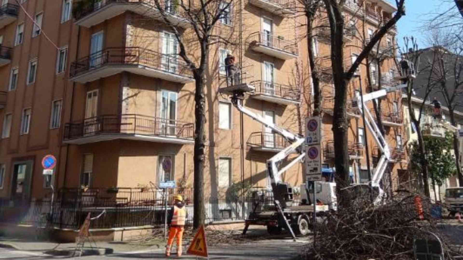 Potature alberi, oltre 1300. Quindici le strade interessate