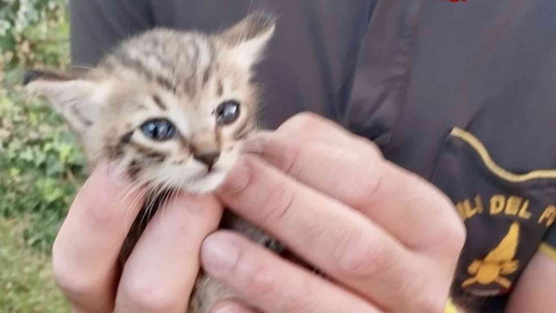 Gattino incastrato nel muro, salvato dai vigili del fuoco