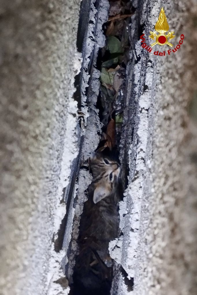 Il gattino incastrato nell'intercapedine