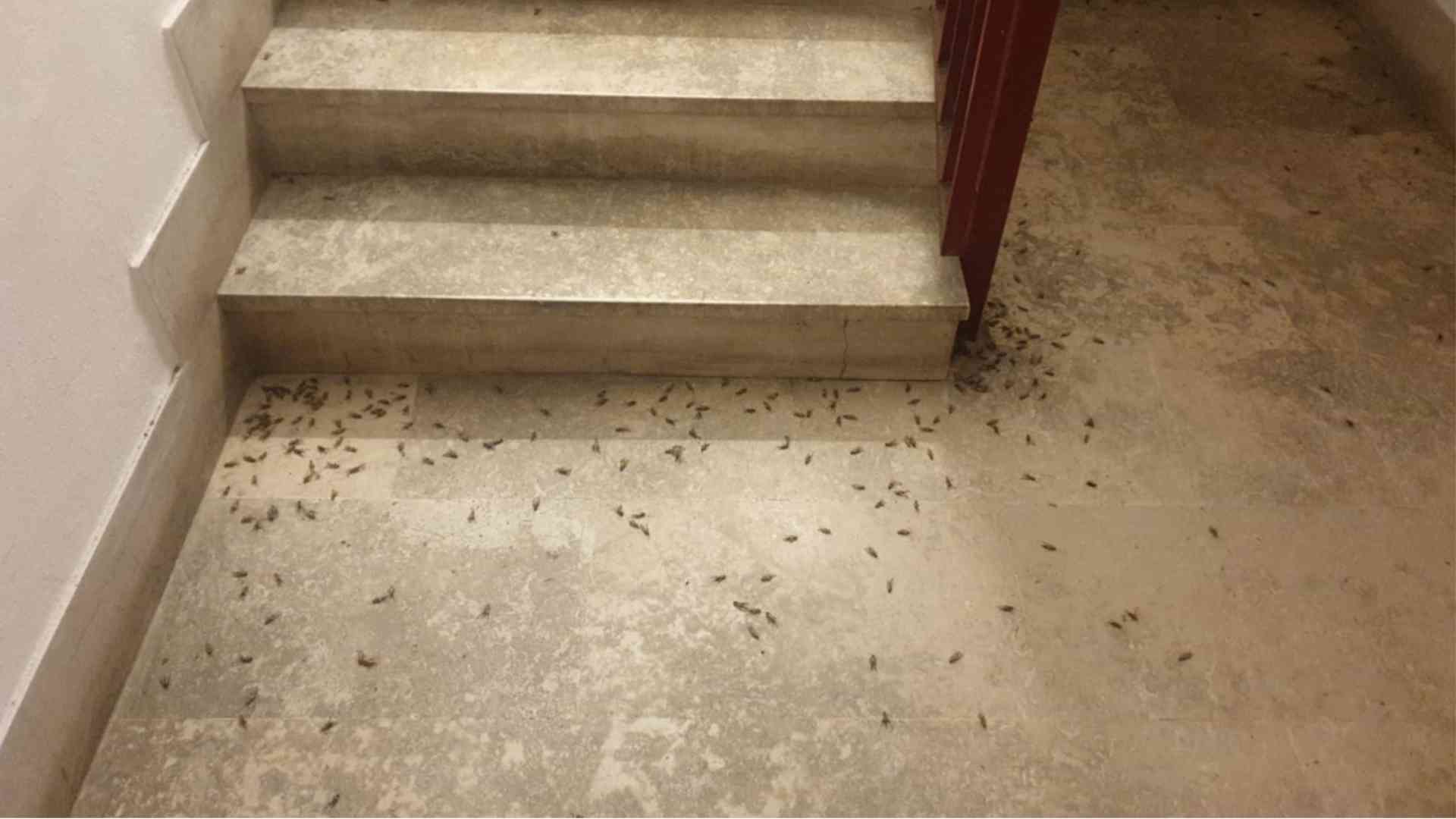 Invasione di grilli, «Trovati anche al 17esimo piano»