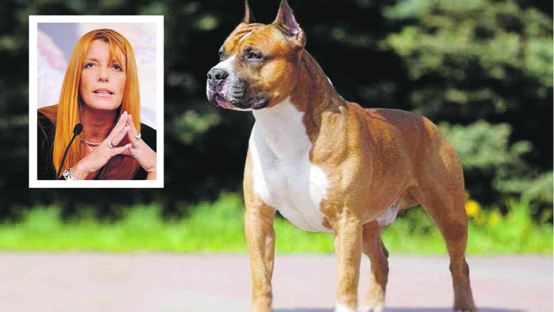 «Un cane non è un rifiuto che si può gettare via»