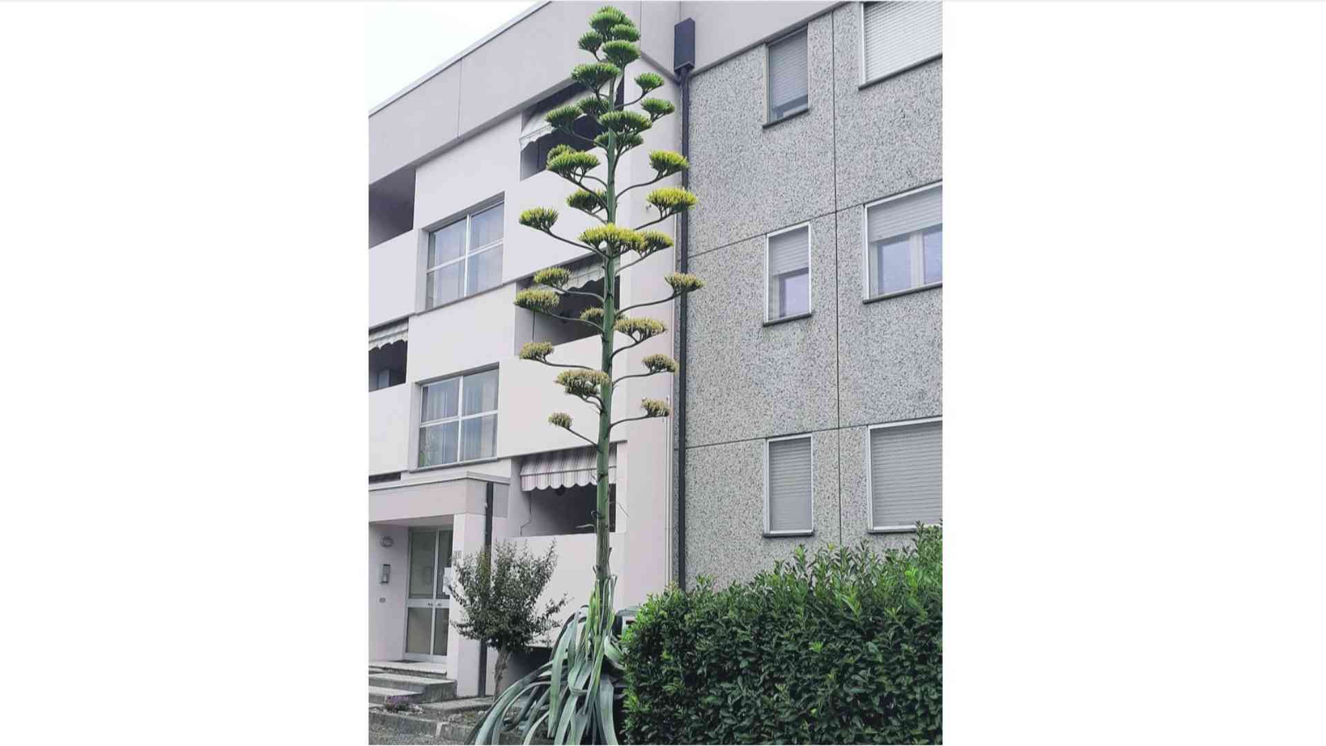 Carpaneto, agave americana fiorisce dopo 40 anni