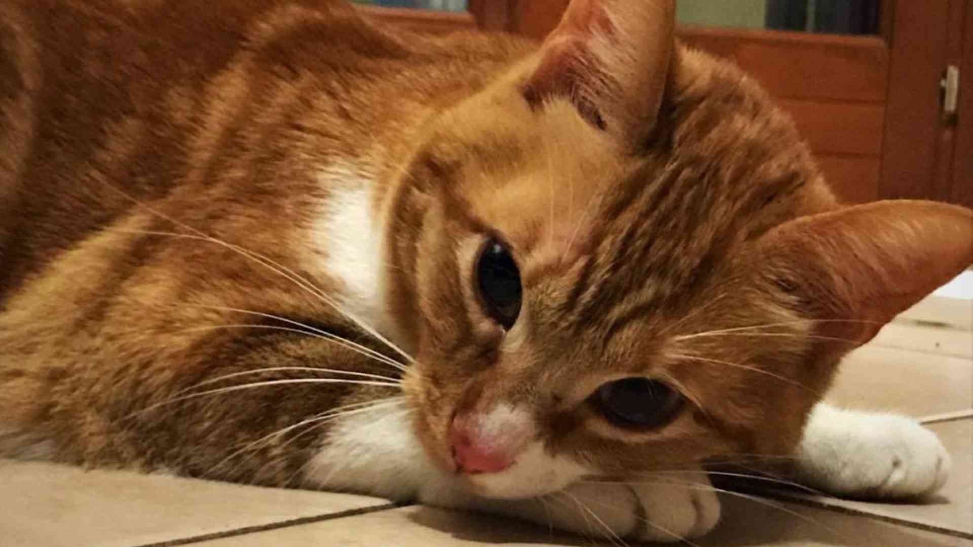 Strutture per anziani, porte aperte a cani e gatti in visita