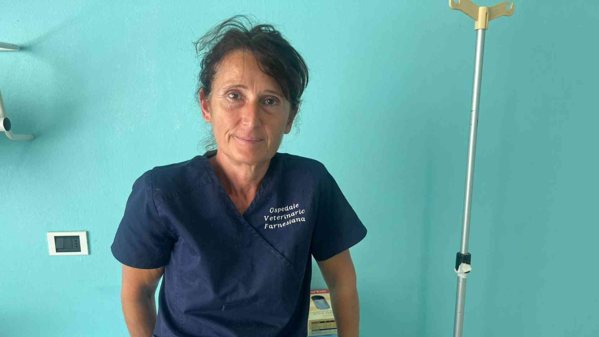 Veterinario aggredito dalla padrona del cane. «Manca il rispetto»