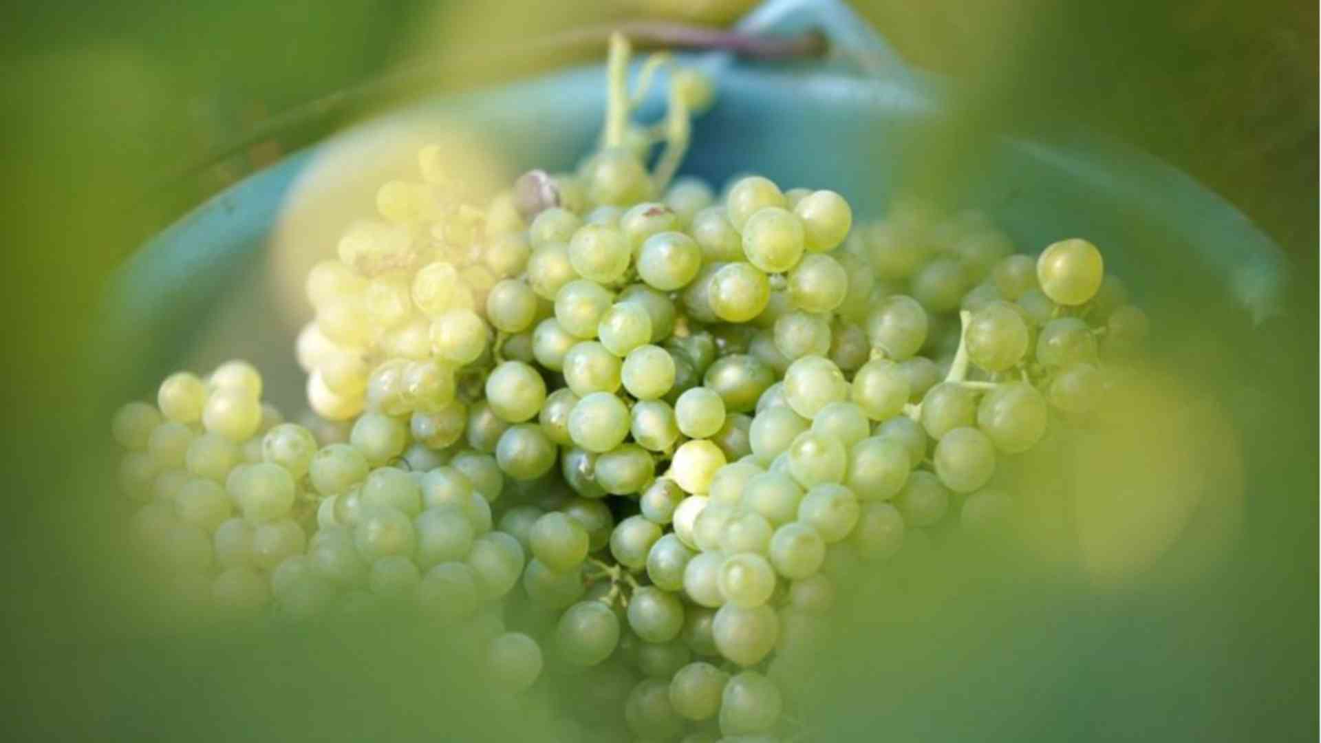 Vendemmia, Confagricoltura: «Buone premesse, preoccupano i mercati»