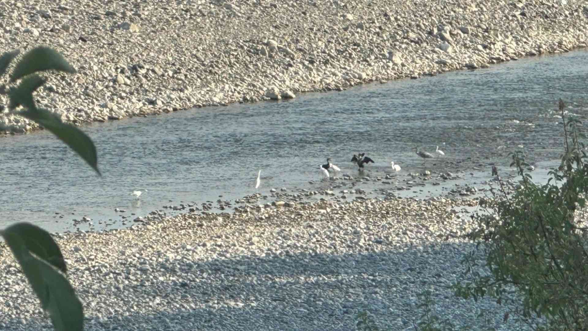 Trebbia tra alghe e cormorani, «E il Brugneto è stracolmo»