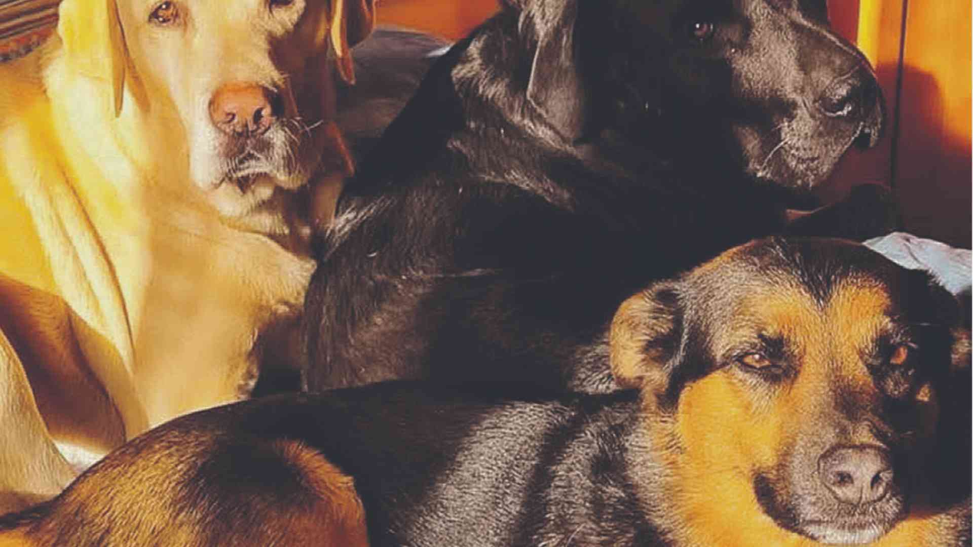 Stricnina nelle esche che hanno ucciso i tre cani a Vernasca