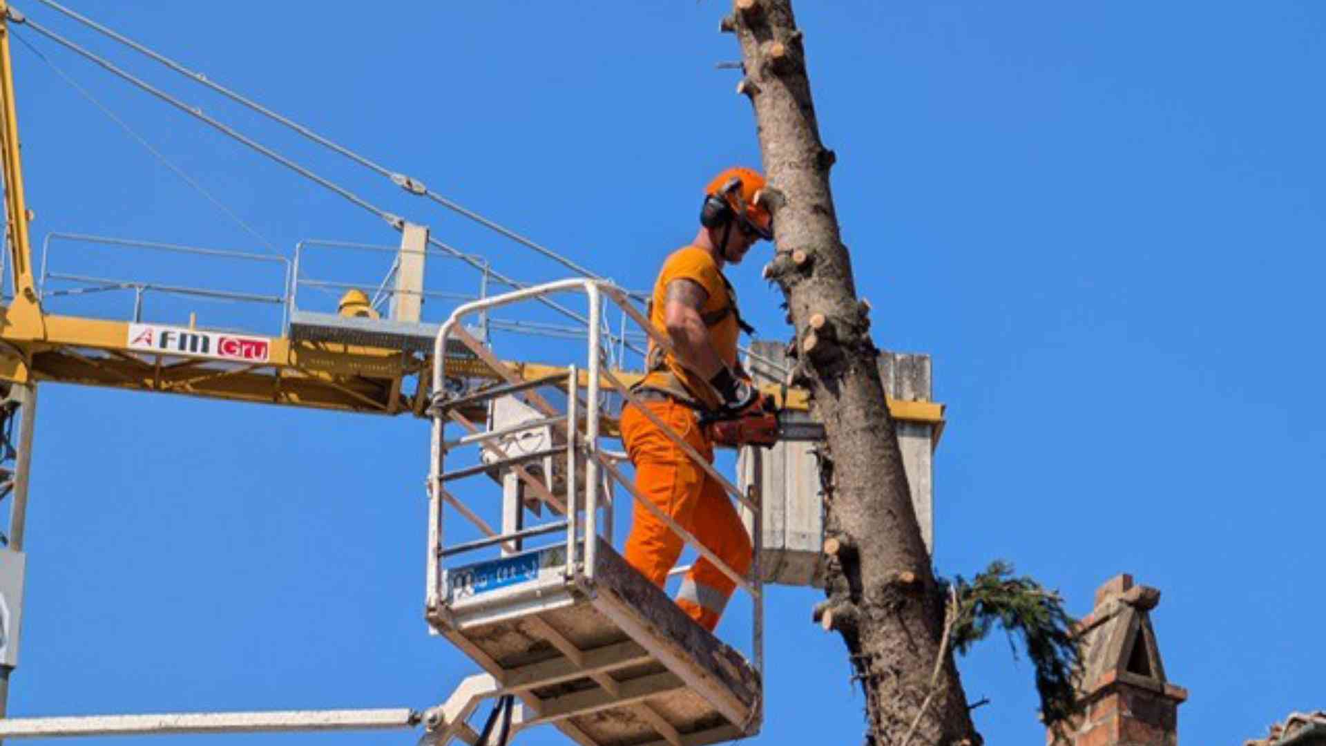Il taglio degli alberi davanti alle Ex scuderie di piazza Casali- © Libertà