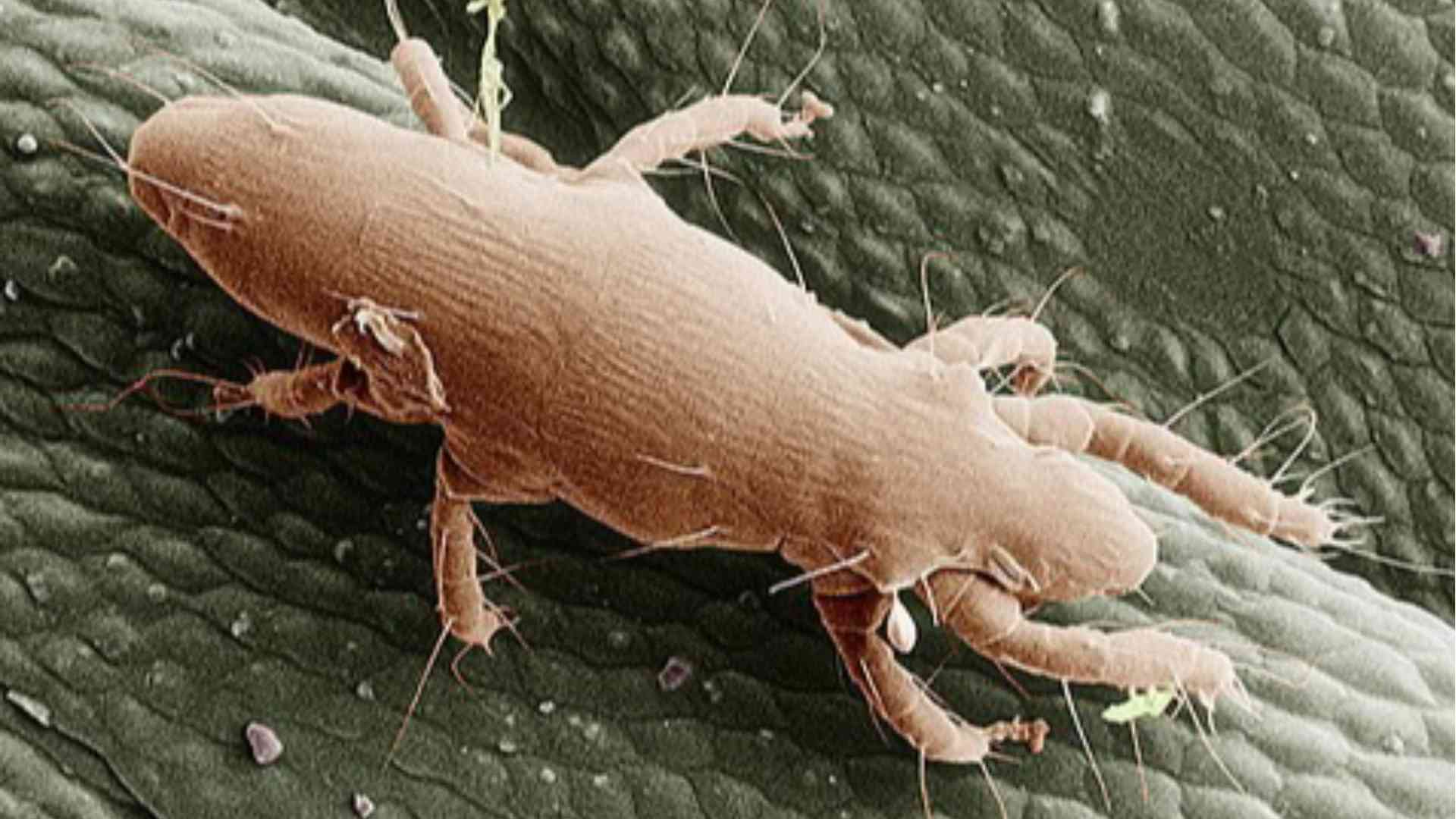 Allarme acari del legno: dermatiti in aumento con l'invasore invisibile