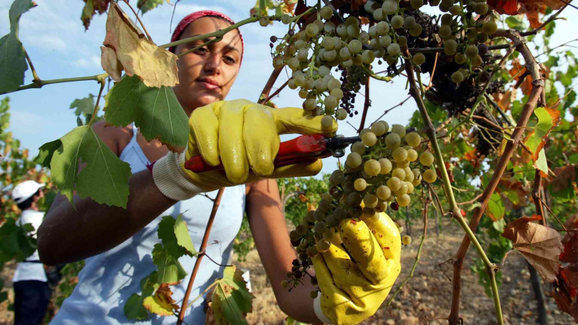 Vendemmia al via, buone aspettative ma con l'incognita caldo