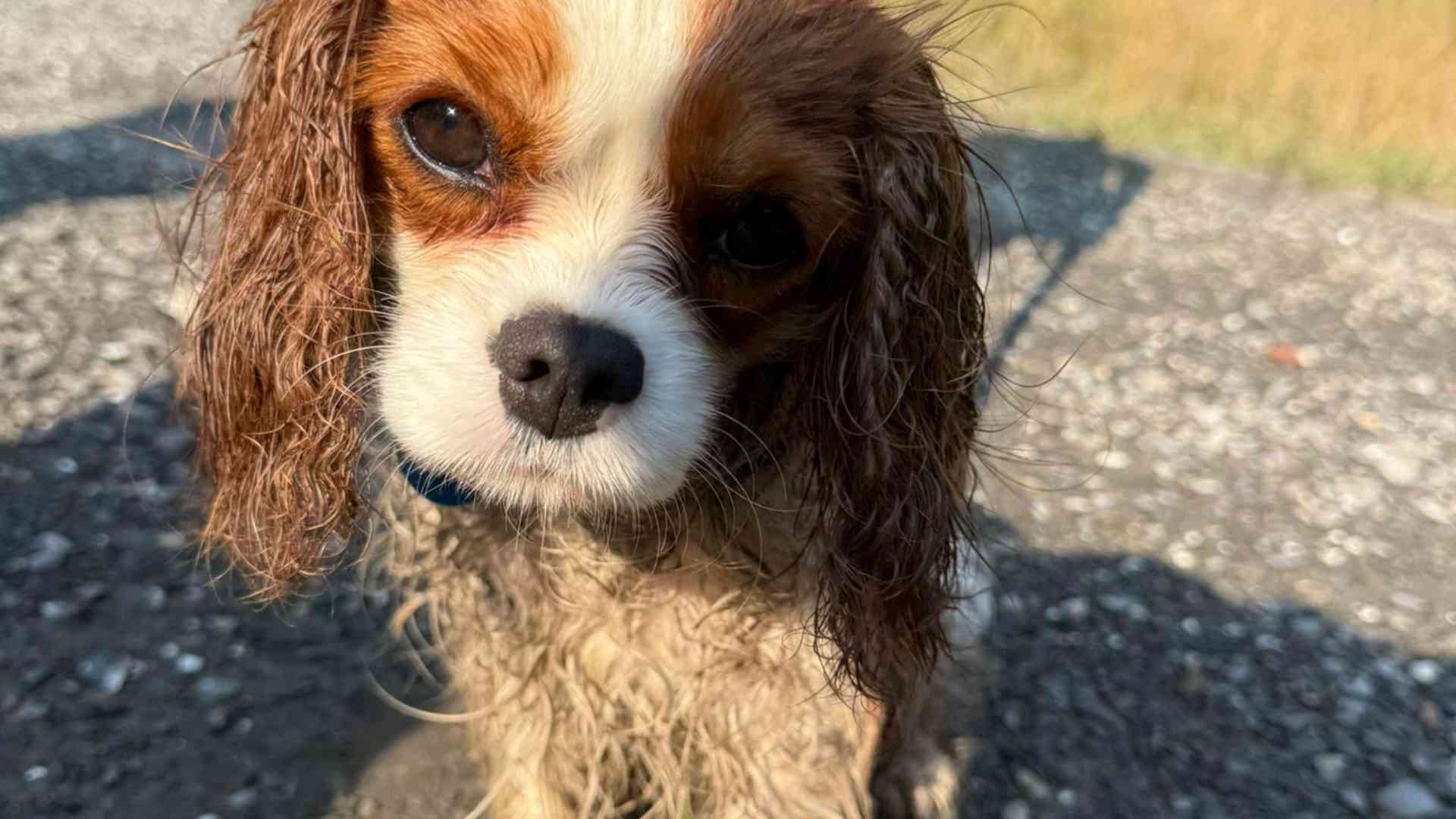 Si perde nei boschi di Cattaragna con il suo cagnolino: salvato