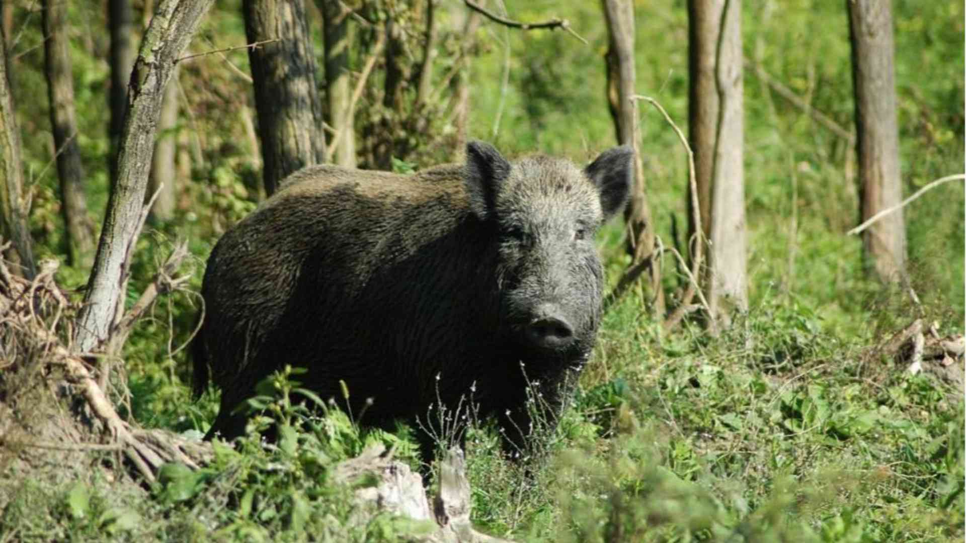 Peste suina, non se ne parla ma fa ancora paura
